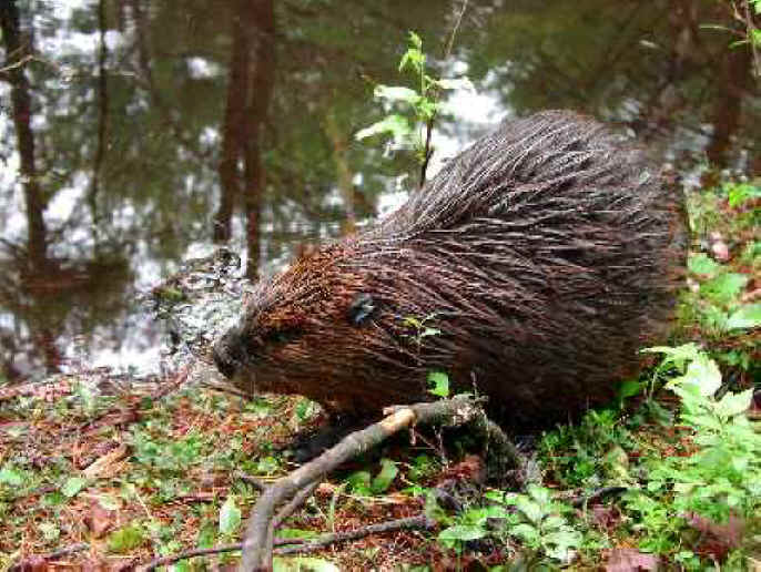 North American Beavers Diet